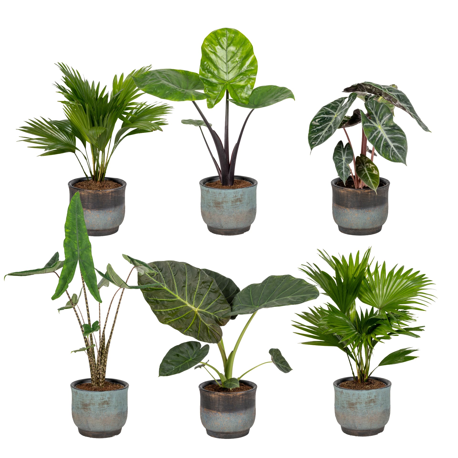 Alocasia in pot