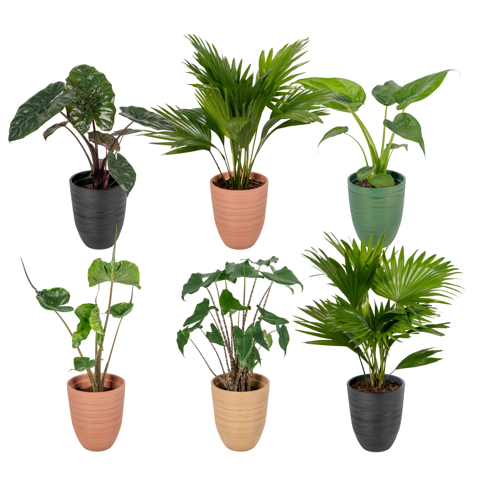 Palm-mix in keramiek