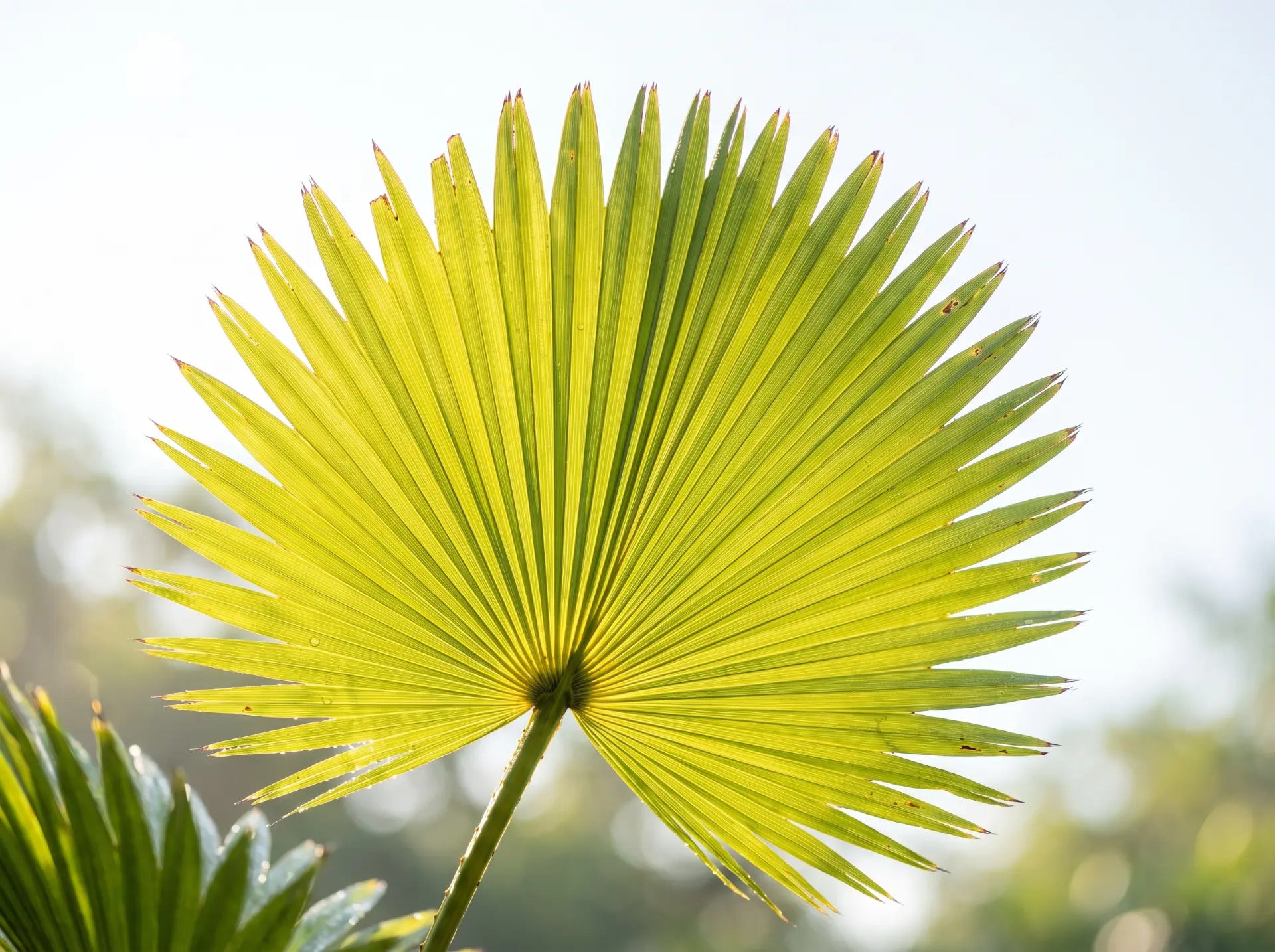 De waaier van een Livistona rotundifolia in het licht