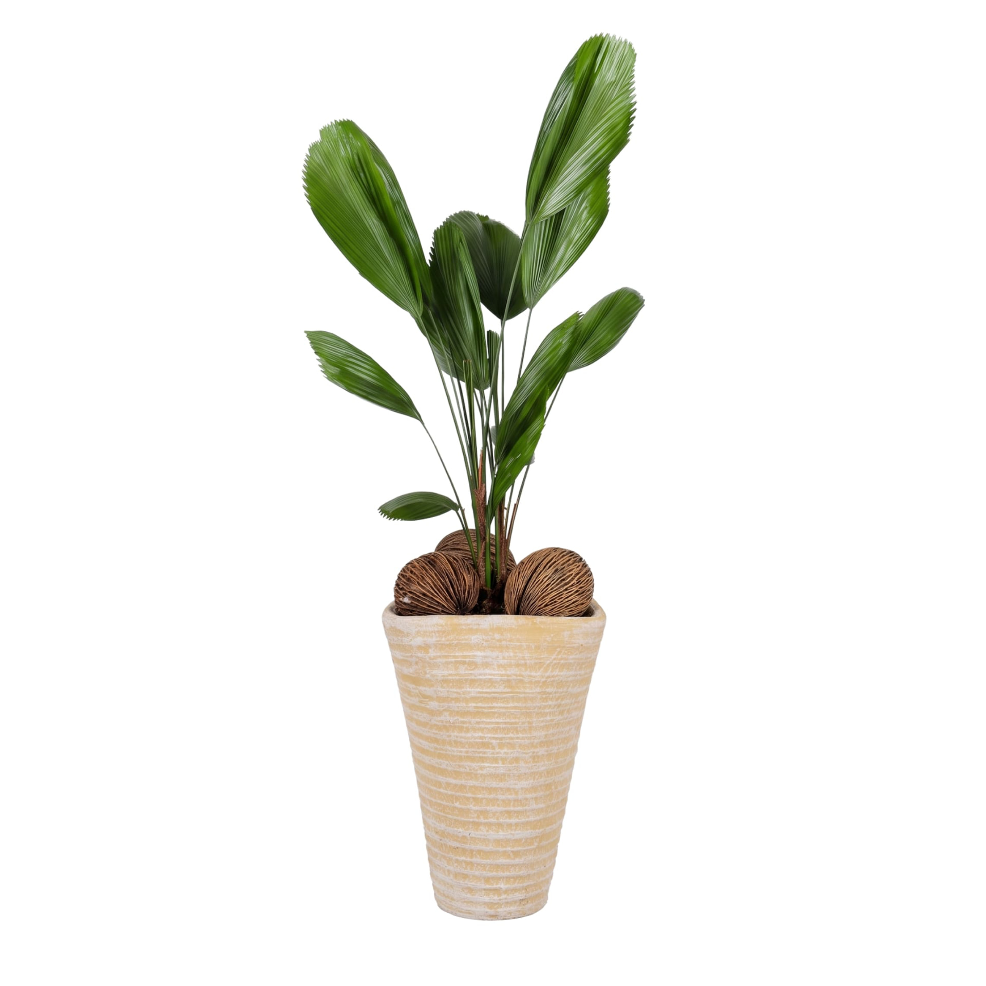Licuala grandis met ovale bladeren in een licht beige geribbelde pot