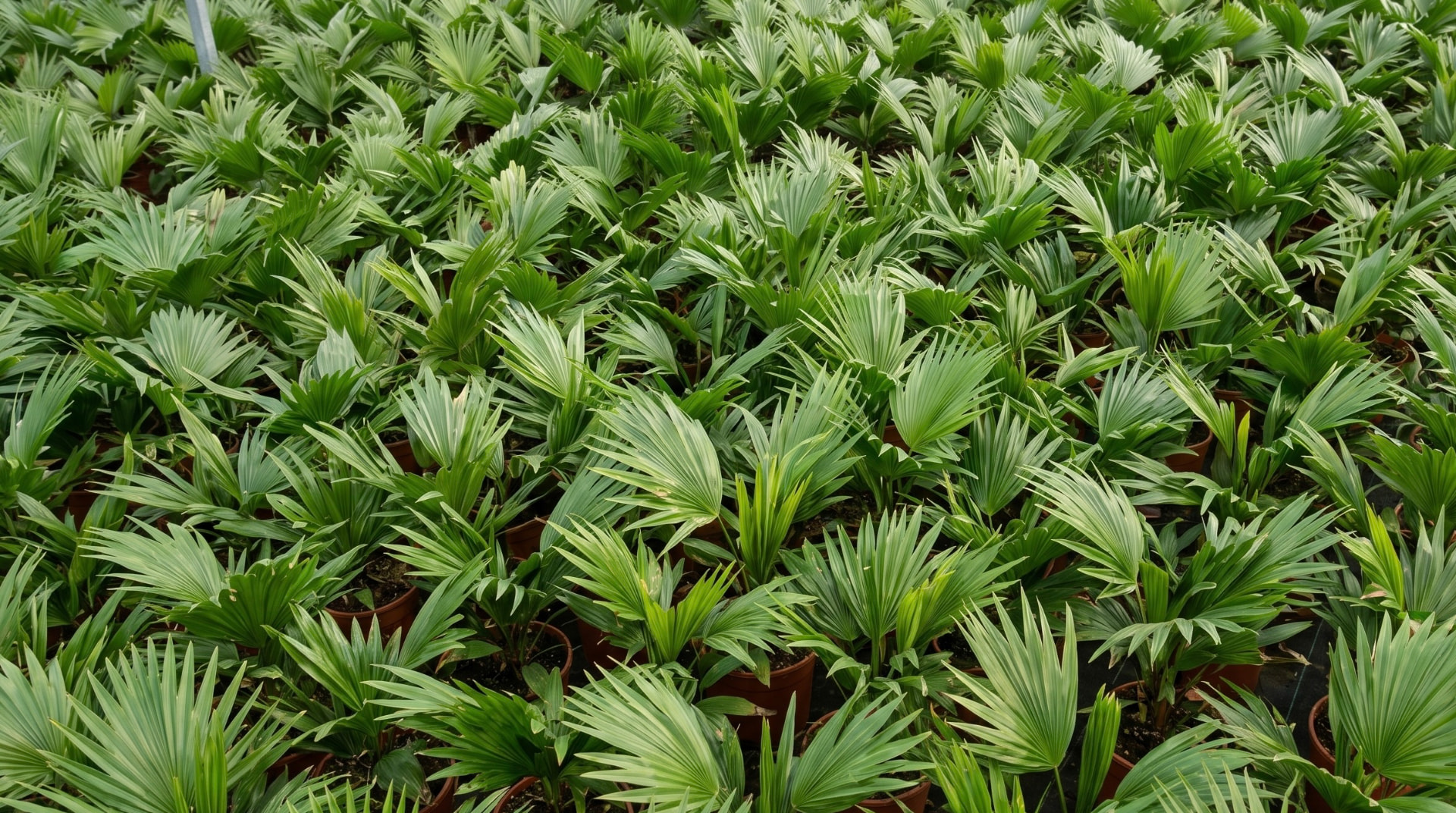 De kassen van de kwekerij in het Groene Hart bij zonsondergang