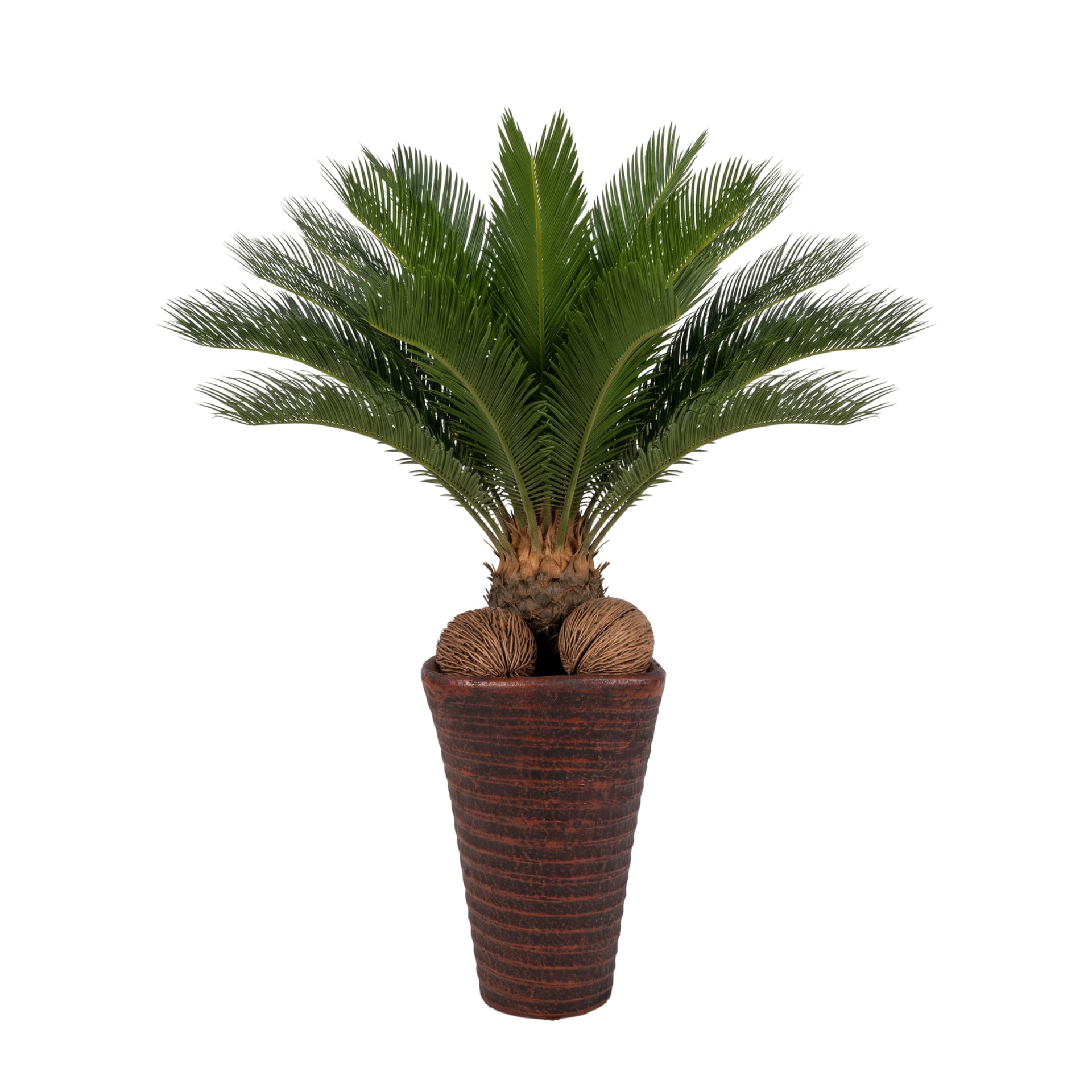 Cycas in een hoge terracotta-bruine geribbelde pot