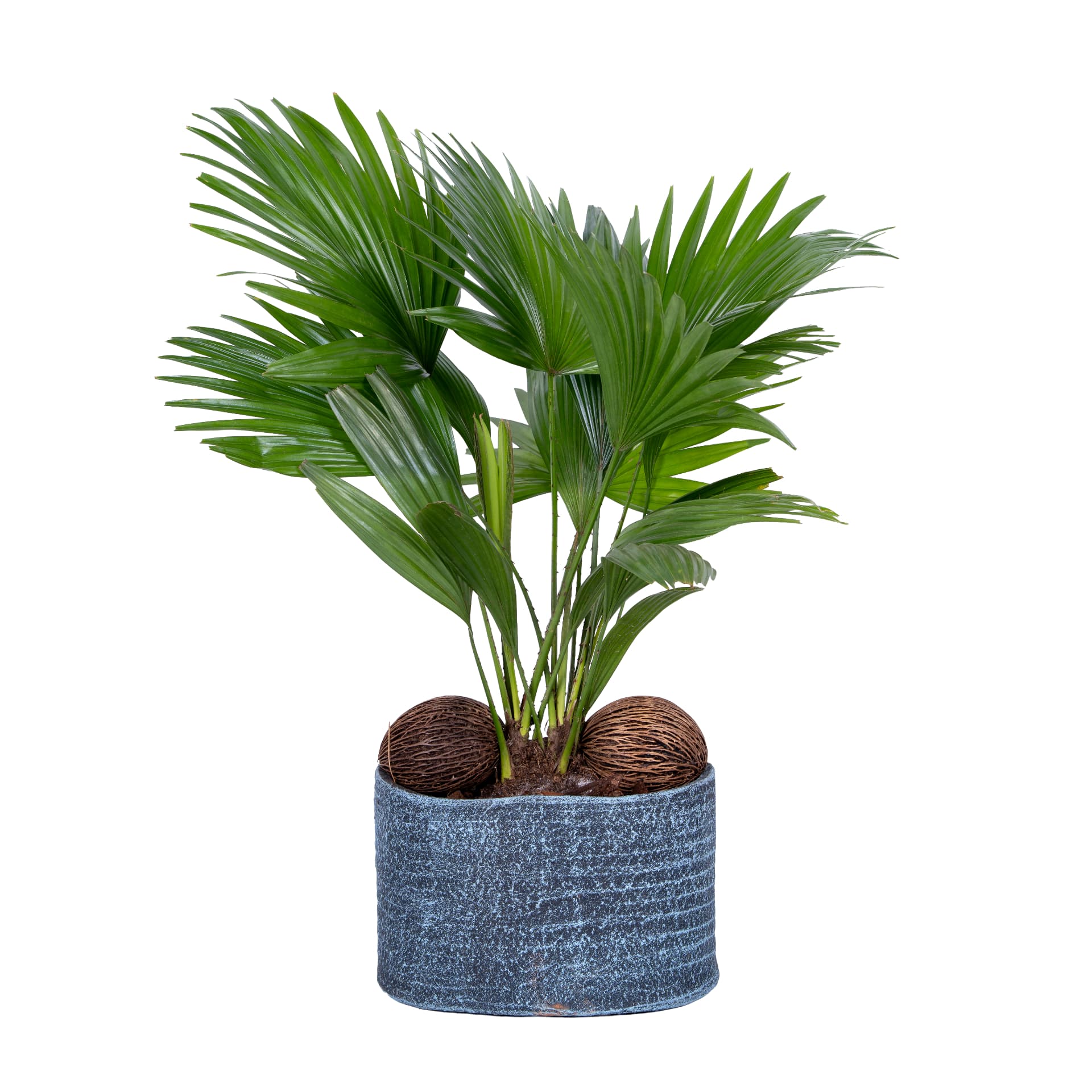 Livistona in een blauwe handgedraaide pot