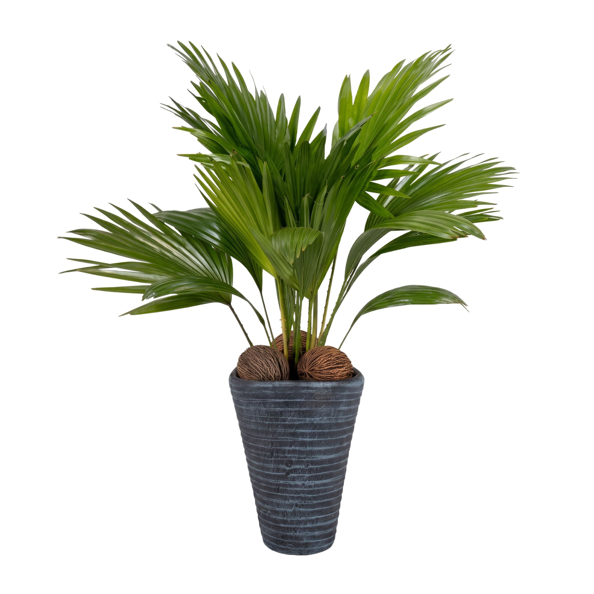 Livistona rotundifolia in een geribbelde antraciete pot