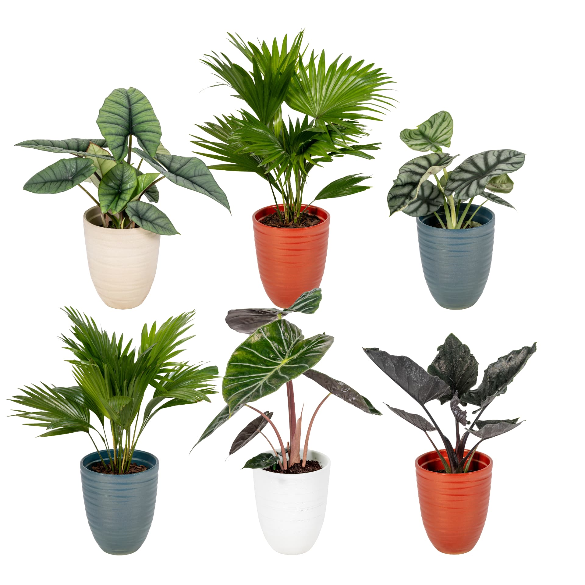 Palm-mix in gekleurd keramiek