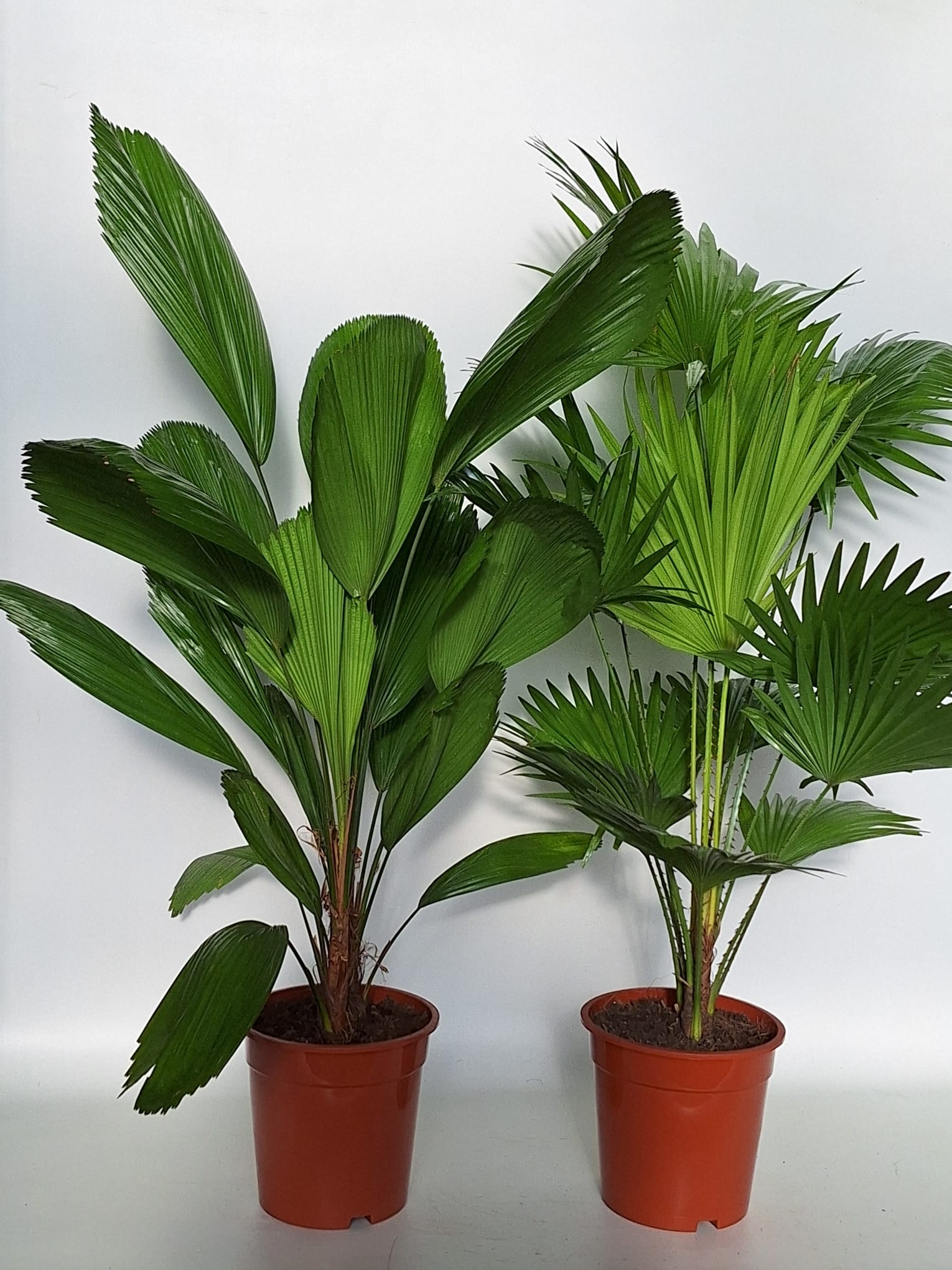 19 cm Exotisch palmmix.jpg