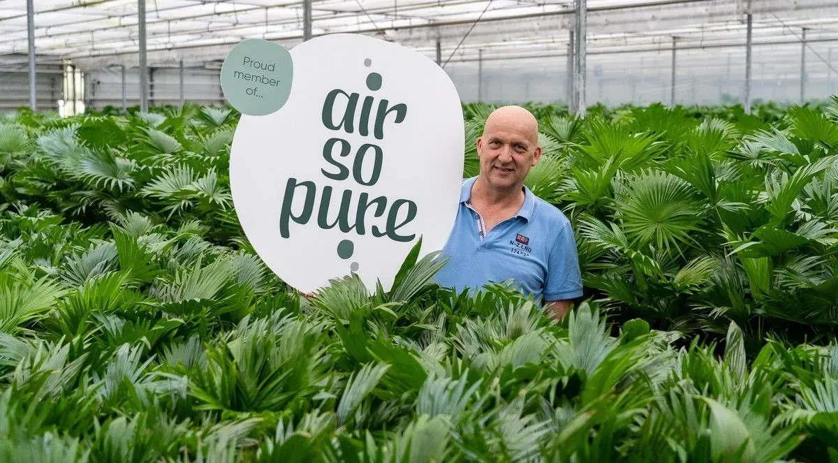 John blommestijn holding air so pure board up between his plants in his greenhouse